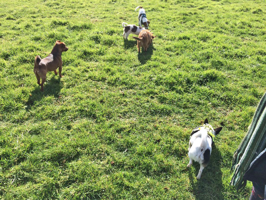 Dogs - Hestercombe Gardens