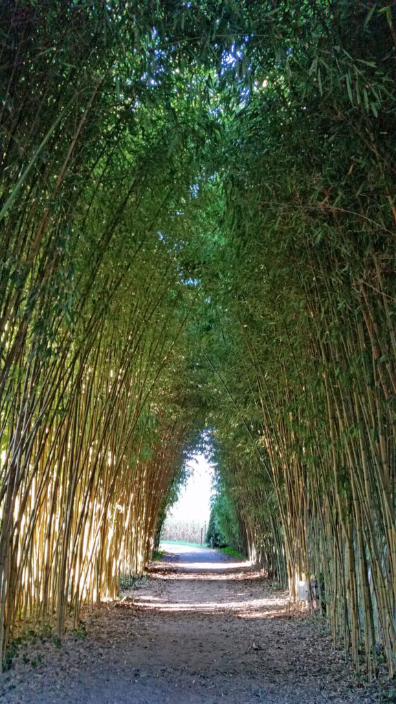 bamboo-tunnel-at-le-paradis