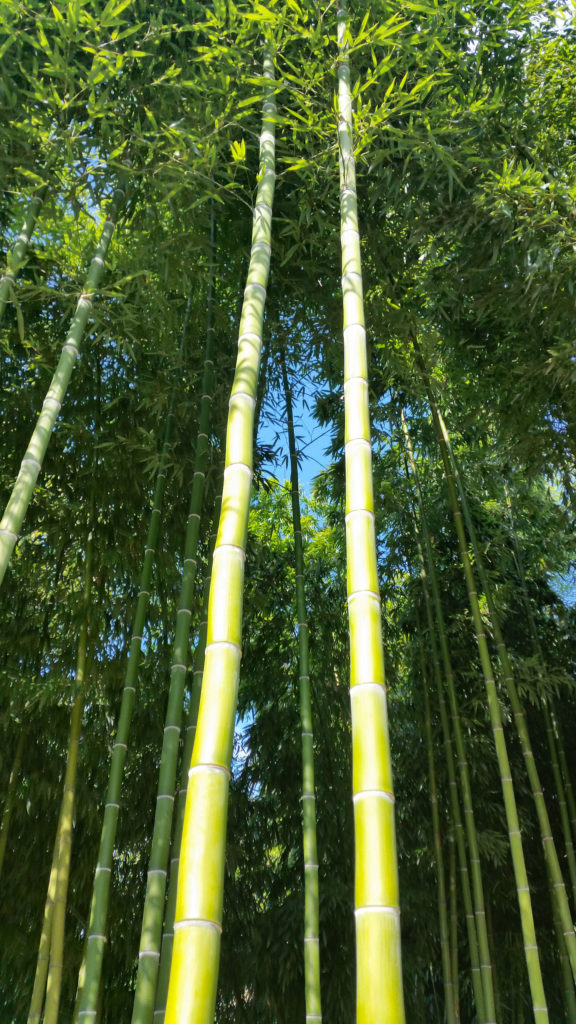 big-bamboo-at-le-paradis